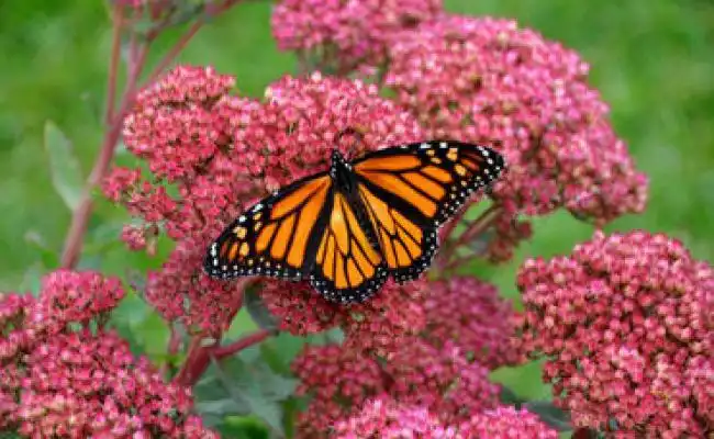 Imagen de una mariposa libre montada en una flor haciendo referencia al titulo: zully pinchi ramirez Sola en Madrid