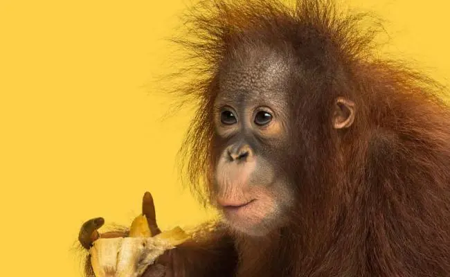 mono comiendo banana mostrando la Ingesta por inteligencia