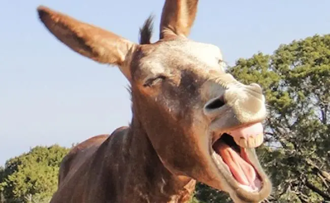 Meritocracia de burros