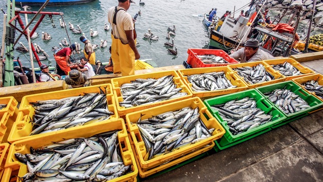 anchoveta