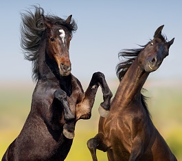 Two bay horse fight and rearing up